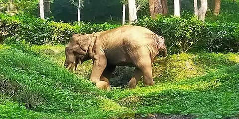 காயங்களுடன் சுற்றிவரும் காட்டு யானையை முதுமலை கொண்டுசெல்ல வனத்துறை கோரிக்கை