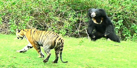 கர்நாடகா: கபினி வனப்பகுதியில் புலியை விரட்டும் கரடி - வைரலாகும் வீடியோ