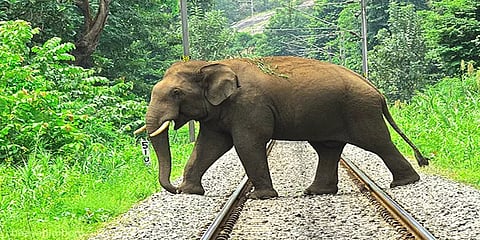 "ரயிலில் அடிபட்டு யானைகள் இறப்பதை தடுக்க நடவடிக்கை எடுங்கள்" - பசுமை தீர்ப்பாயம் உத்தரவு