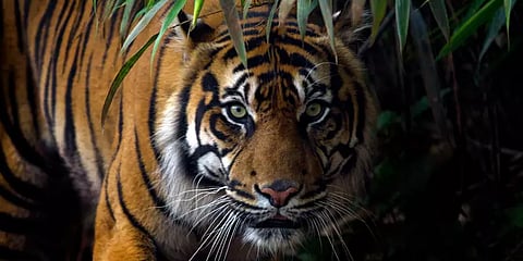 புலிகளின் வாழ்விடப் பரப்பு அதிகரிக்கப்படுமா? - புலிகள் தினத்தில் எழும் குரல்கள்