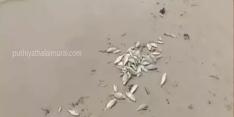 ராமநாதபுரம்: கடலில் 3 கி.மீ. தொலைவுக்கு இறந்து மிதக்கும் மீன்கள் - மீனவர்கள் அச்சம்