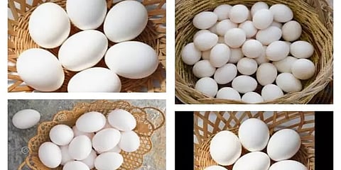 நாமக்கல்: ஒரு முட்டை 10 காசுகள் விலை உயர்வு