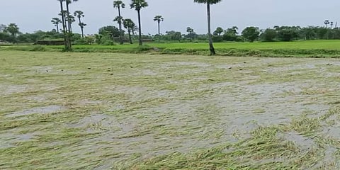 திருத்துறைப்பூண்டியில் பெருமழை: நீரில் மூழ்கிய 10,000 ஏக்கர் நெற்பயிர்கள்