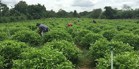 திண்டுக்கல்: தொடர்மழையால் கருகிய மல்லிகைச் செடிகள்... அழுகிய மலர்கள்