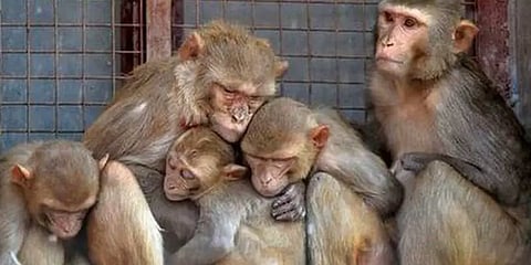 ‘பழிக்குப் பழி?’ : 250-க்கும் மேற்பட்ட நாய்க்குட்டிகளை கொன்ற குரங்குகள்!