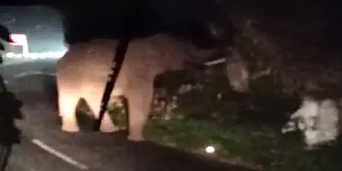 மேட்டுப்பாளையம்: சாலையில் சென்ற வாகனத்தை வழிமறித்த காட்டு யானை