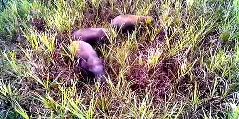 ஆந்திர எல்லையில் கரும்புத் தோட்டத்தை துவம்சம் செய்த காட்டு யானைகள்: அச்சத்தில் பொதுமக்கள்