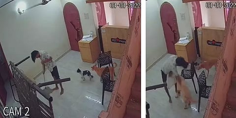 பராமரிப்பு மையத்தில் நாயை அடித்து கொலைசெய்த ஊழியர்: சிசிடிவி காட்சியால் அம்பலமான குற்றம்