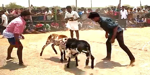 புழுதி பறக்க போட்டி... முட்டி மோதி பரிசுகளை தட்டித் தூக்கிய மதுரை கிடா