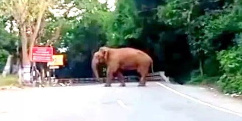 நீலகிரி: சாலையில் உலாவரும் காட்டு யானைகள்- வாகன ஓட்டிகளுக்கு வனத்துறை எச்சரிக்கை