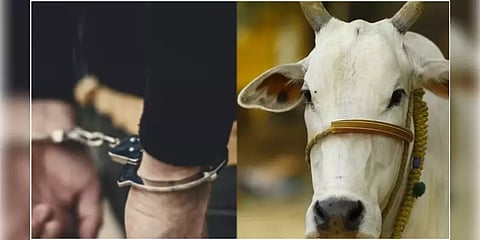 பசுவை பாலியல் வன்கொடுமை செய்த புகாரில் 22 வயது இளைஞர் கைது