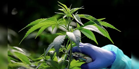 பொருளாதாரத்தை உயர்த்தும் நோக்கில் “கஞ்சா”வுக்கு சட்ட அனுமதி வழங்கிய தாய்லாந்து!