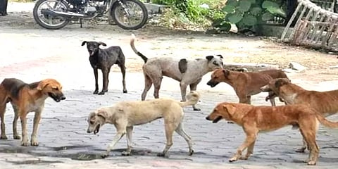 விளையாடிக் கொண்டிருந்த குழந்தைகள்: விரட்டி விரட்டி கடித்த தெருநாய் - 11 பேர் காயம்