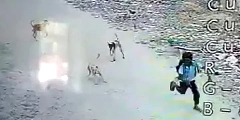 காரைக்கால்: பள்ளி சென்று திரும்பிய சிறுவனை கடிக்கத் துரத்திய தெரு நாய்கள்