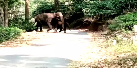 சாலையில் உலாவரும் காட்டு யானைகள் - வாகன ஓட்டிகளுக்கு வனத்துறை எச்சரிக்கை