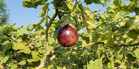 இனி உலக சமையலறைகளில் இலவம்பாடி முள்ளு கத்தரிக்காய்! மகிழ்ச்சியில் வேலூர் விவசாயிகள்!
