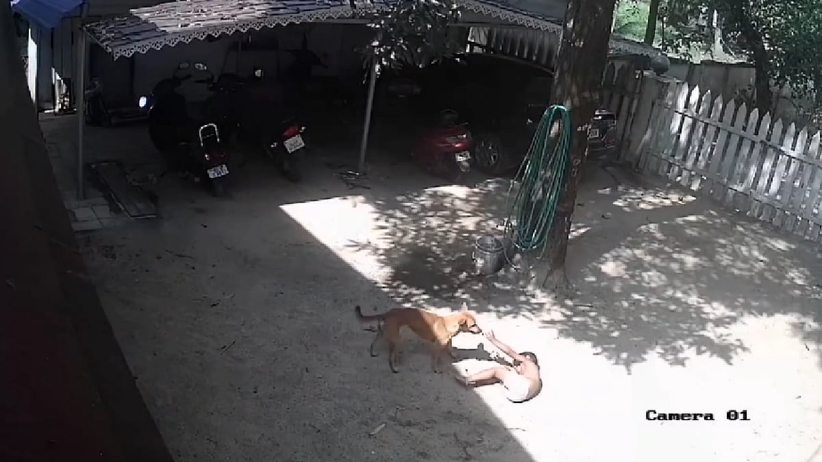 street dog bites 3 year old child.. mother rescued within minutes