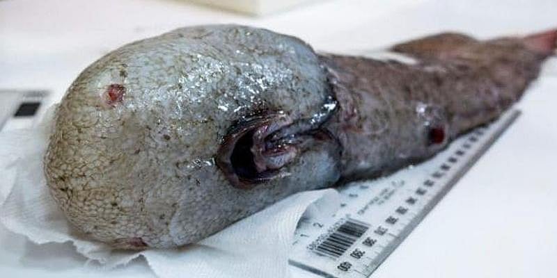 சிட்னி கடல்பகுதியில் முகமே இல்லாத மீன்