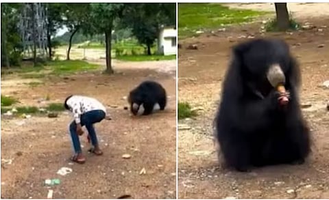 Bear drinking Cold Drink