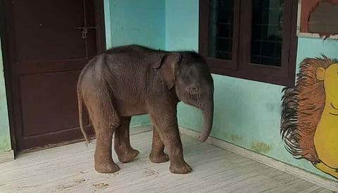 குட்டி யானை சாமுண்டி 