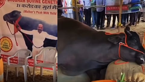 21cr worth buffalo died in fest