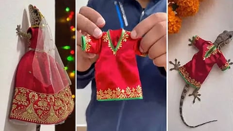 Traditional Dress for Lizards 