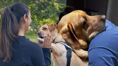 உரிமையாளருடன் ஸ்கை 