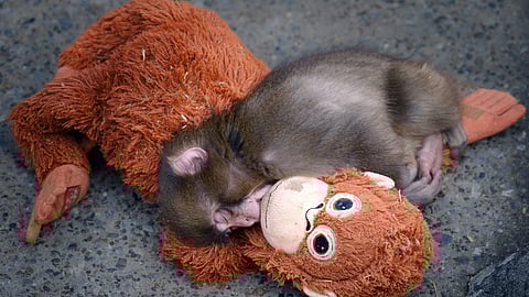 Punch Monkey with his Toy Monkey