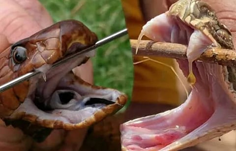 ஆபத்தான நான்கு வகைப்பாம்புகள் எவை தெரியுமா? #summer #vipers