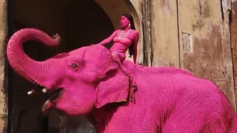 pink elephant 
