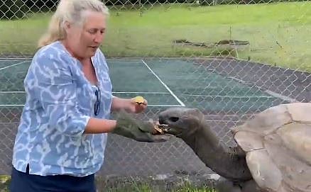 193 வயது 'ஜோனதானை' வம்புக்கிழுத்த வம்பர்கள்! #tortoise