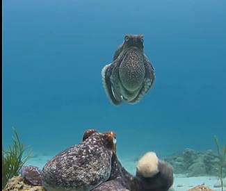 female Octopuses Throw stone at Male under sea