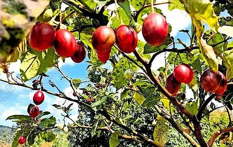 Tamarillo  in kanthaloor 