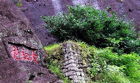  Da Hong Pao mother tree 