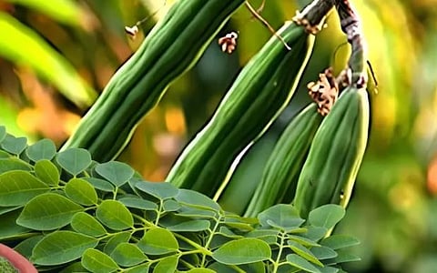 moringa