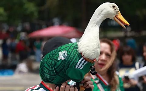 merlin the duck