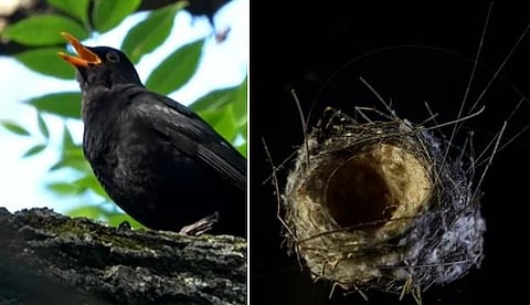  nest made of optic fibre cables.
