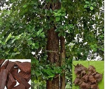 Karnataka man earns ₹28 lakh from single sandalwood tree grown at home