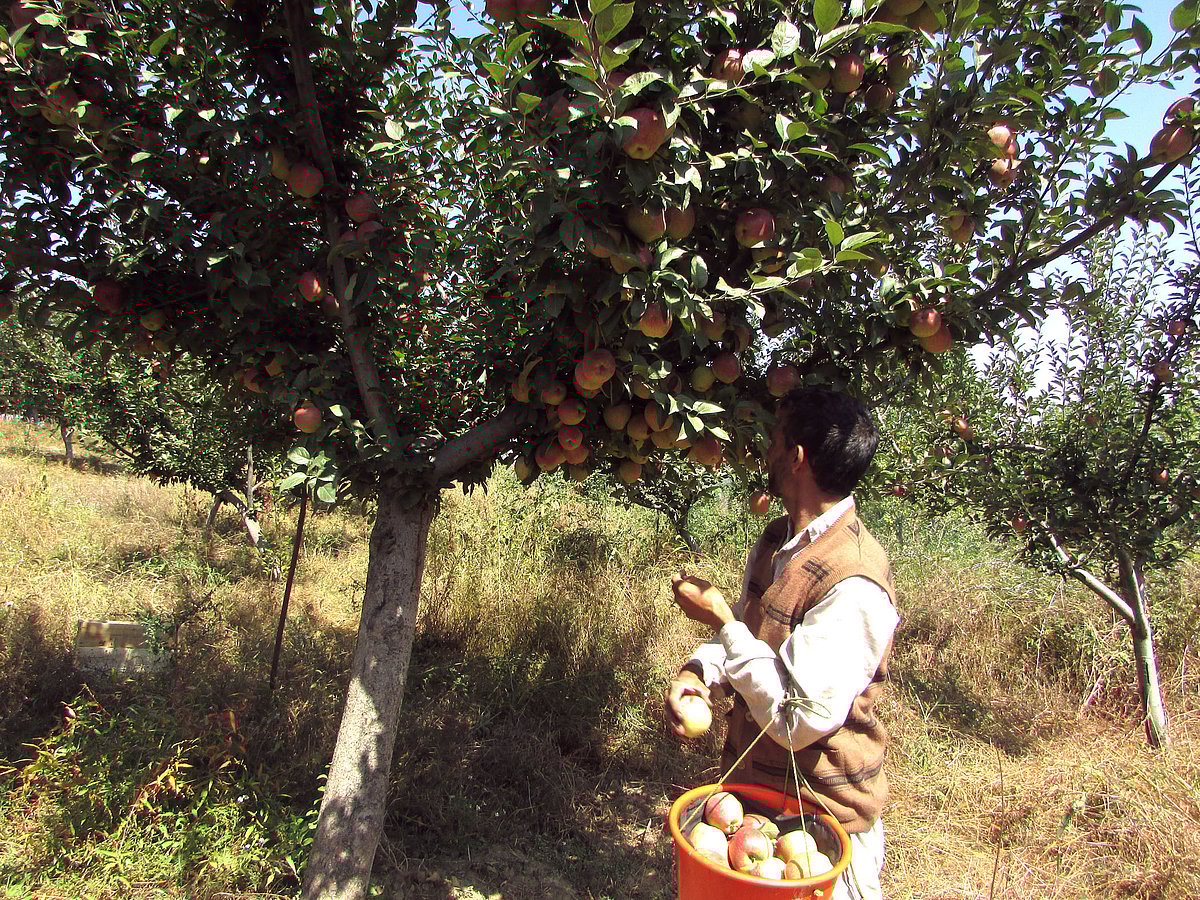 

جموں و کشمیر: سری نگر، ایک کشمیری شخص پیڑ سے سیبوں کو توڑتے ہوئے۔