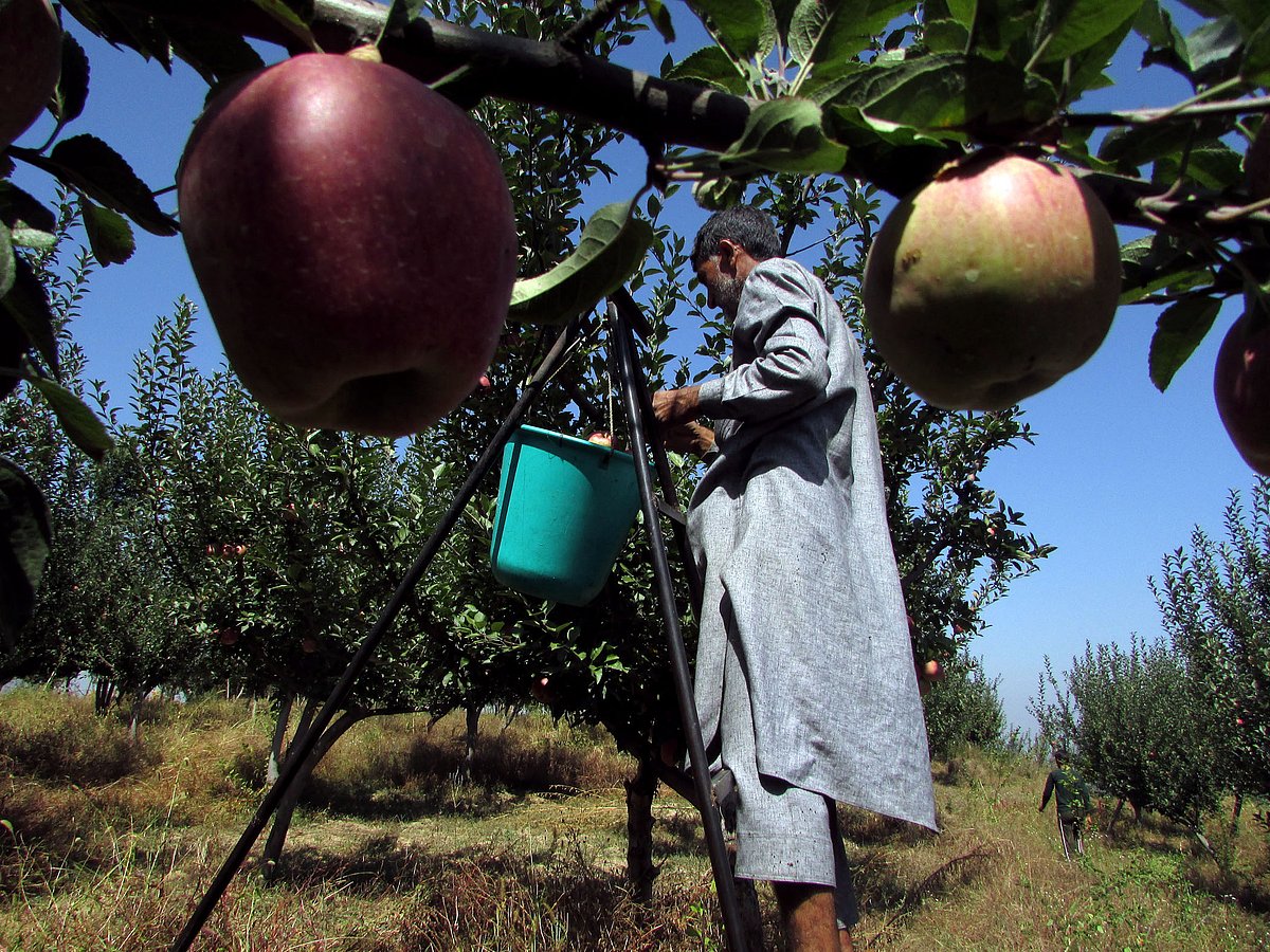 
















جموں و کشمیر: سری نگر، ایک کشمیری شخص پیڑ سے
سیبوں کو توڑتے ہوئے۔