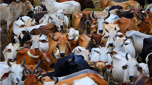 علامتی تصویر