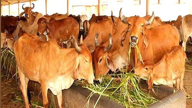 تصویر سوشل میڈیا