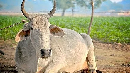 تصویر سوشل میڈیا