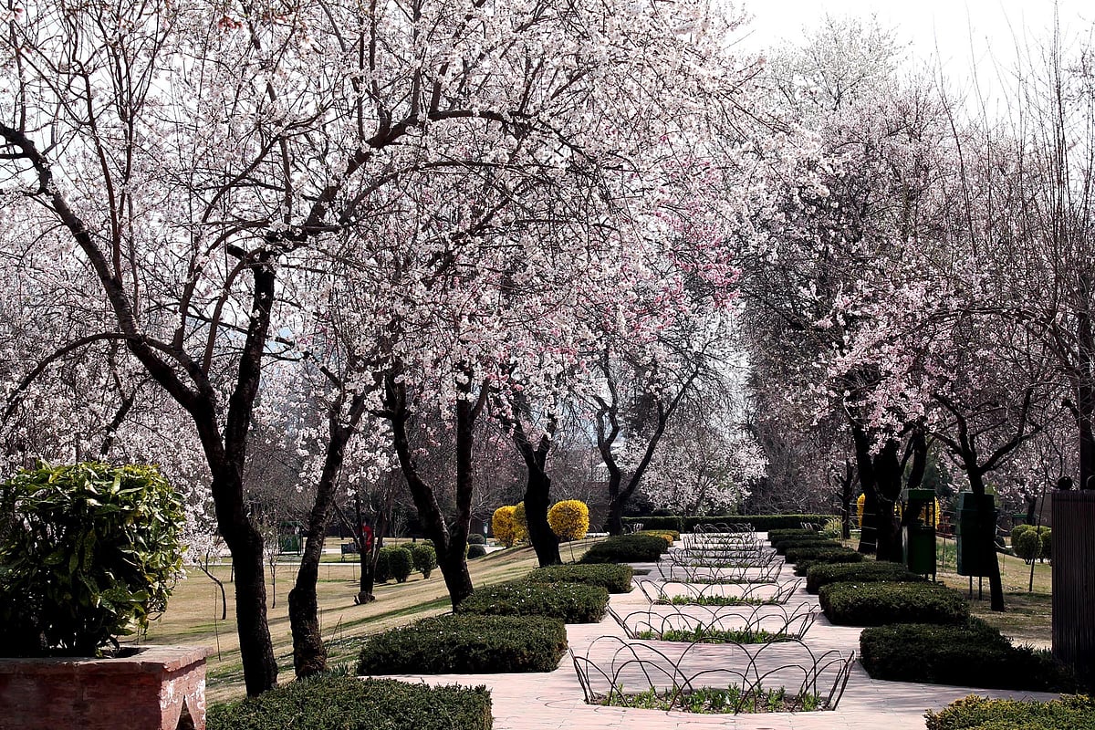 بادام کے شگوفے