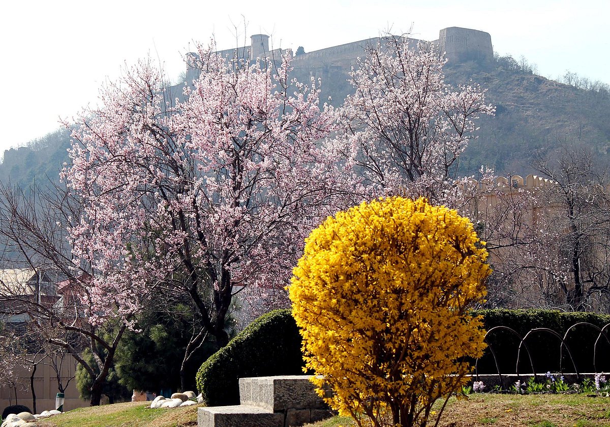 سرینگر: بہار کا موسم اپنے جوبن پر، بادام کے شگوفے سیاحوں کی توجہ کا مرکز