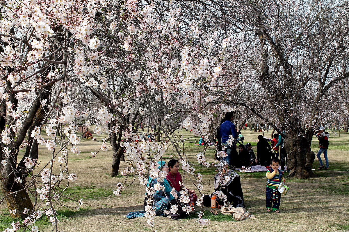 سرینگر: بہار کا موسم اپنے جوبن پر، بادام کے شگوفے سیاحوں کی توجہ کا مرکز