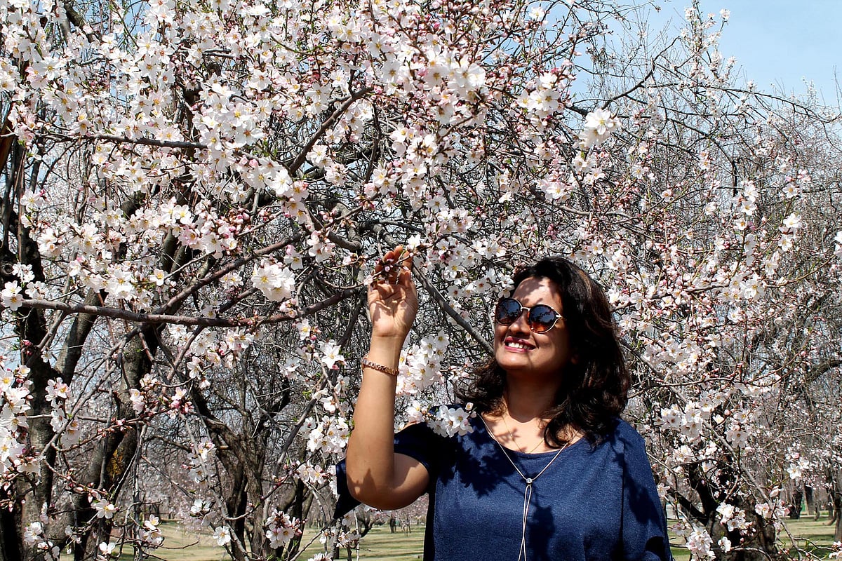 سرینگر: بہار کا موسم اپنے جوبن پر، بادام کے شگوفے سیاحوں کی توجہ کا مرکز