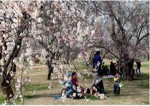 سرینگر: بہار کا موسم اپنے جوبن پر، بادام کے شگوفے سیاحوں کی توجہ کا مرکز