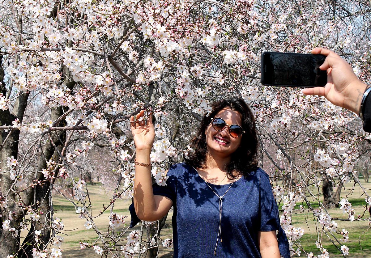 سرینگر: بہار کا موسم اپنے جوبن پر، بادام کے شگوفے سیاحوں کی توجہ کا مرکز