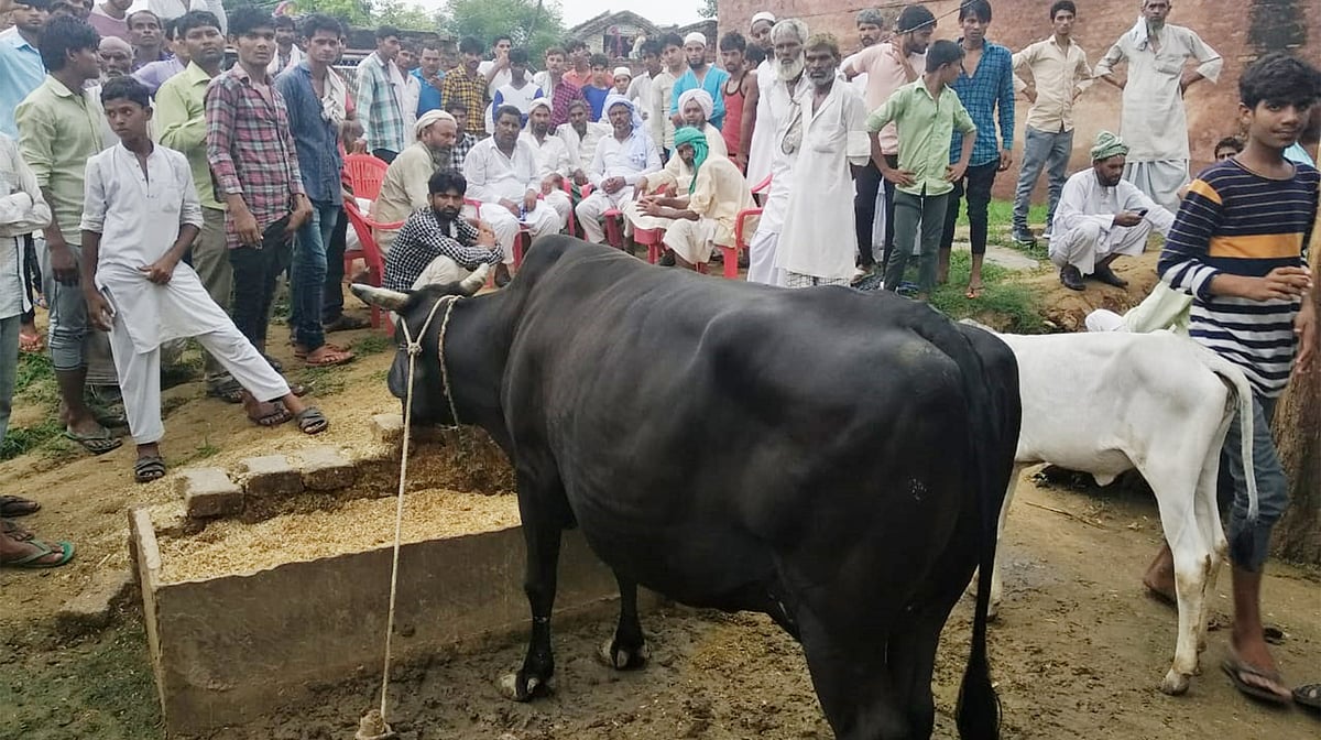 مرحوم اکبر کے گھر میں پہلے سے موجود گائے، قومی آواز